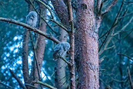 Tawny Owls