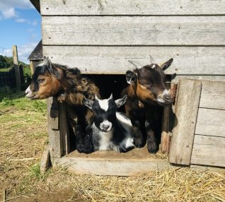  Feed the Pygmy goats 